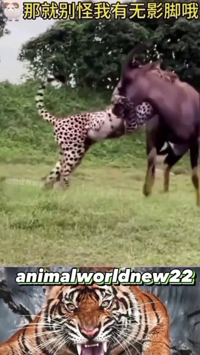 Hyena vs Lion: The Battle for Survival