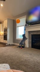 French Bulldog Plays with Balloon