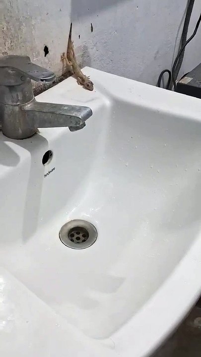 Lizard  is drinking  water.