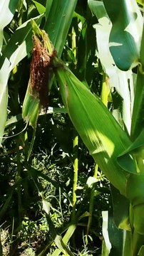 From Plowing to Planting: Growing Corn Step by Step - Part 16 l at 85-90 days old