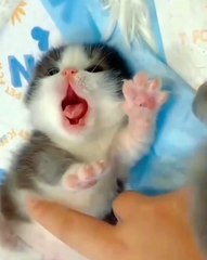 🐾 Get ready to melt your heart with this adorable showcase of the sweetest
