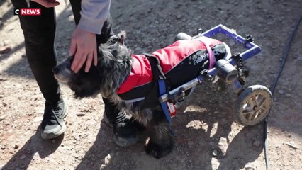 Normandie : un sanctuaire pour les animaux