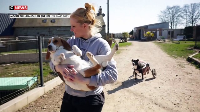 Découvrez le sanctuaire créé en Normandie pour donner une seconde vie aux animaux martyrisés - Il accueille notamment 320 chiens, chats, chevaux maltraités et violentés venus du monde entier