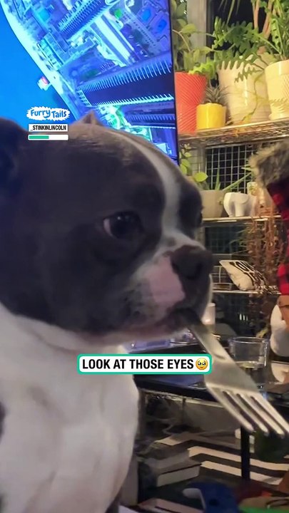 Lach dich schlapp mit Lustige Pfoten Ч. 5