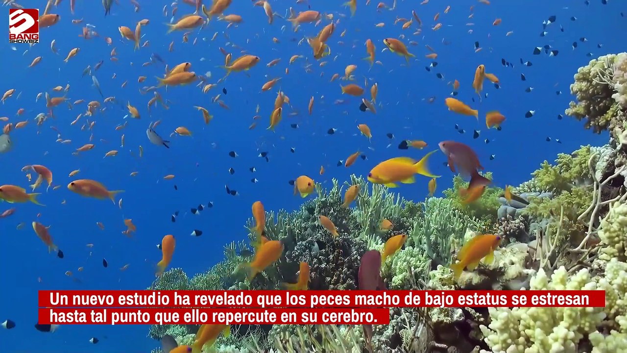 Los peces se estresan debido a la ansiedad social