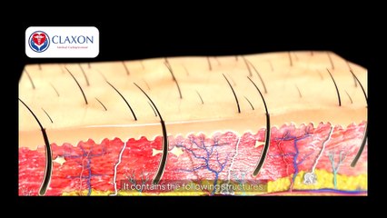 The Integumentary System Explained! How Your Skin Protects You