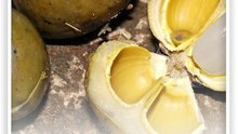 6 Manfaat Kolang Kaling untuk Kesehatan Tubuh