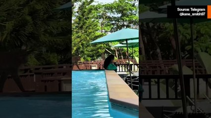 Video: Tiktokkaaja tallensi hetken, jolloin hänet häädettiin uima-altaasta Thaimaassa apinalauman toimestasdt4_2
