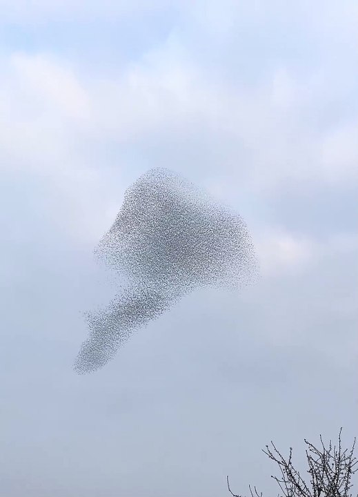 Spectacle de murmuration tardive d'étourneaux en hiver