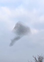 Spectacle de murmuration tardive d'étourneaux en hiver