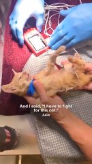 Este gatito se sienta en su hombro todos los días y lo que pasa después te derretirá el corazón