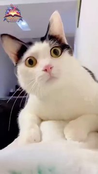 Adorable Cat Reaction! 🐱💕 | Cutest Kitty Expressions | Must Watch!
