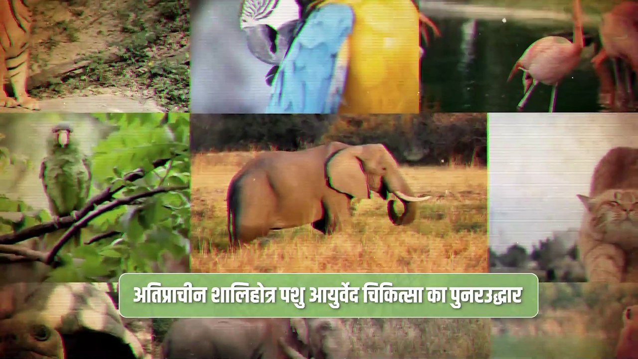 प्राणी मित्र - The Vantara Story : वो वन जिसने जीता दुनिया का भी मन