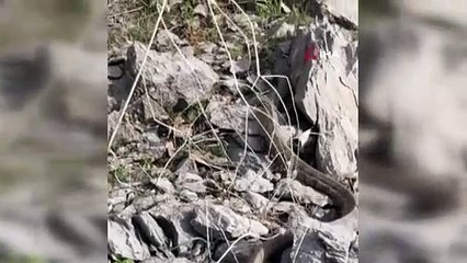 O ilimizde engerek yılanı görüntülendi