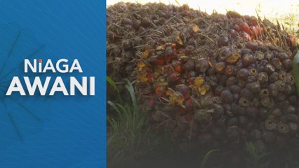 Harga MSM berpotensi lebih tinggi tahun ini - Penganalisis