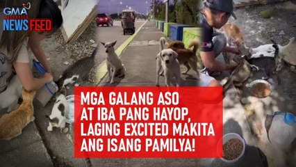 Mga galang aso at iba pang hayop, laging excited makita ang isang pamilya! | GMA Integrated Newsfeed