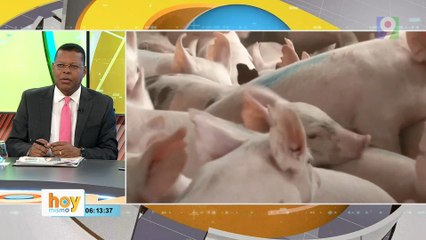 ¡Alerta! Fiebre porcina afecta 6 provincias  | Hoy Mismo