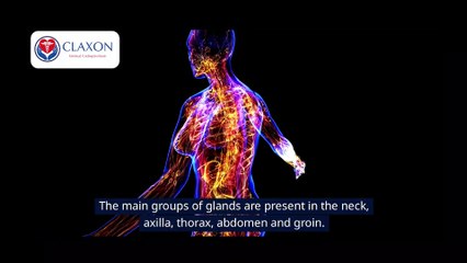 🧬 The Lymphatic System Explained! | How It Protects Your Body & Boosts Immunity 💪