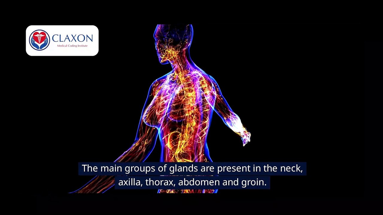 🧬 The Lymphatic System Explained! | How It Protects Your Body & Boosts Immunity 💪