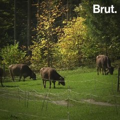 Tour du monde : comment la loi protège les animaux