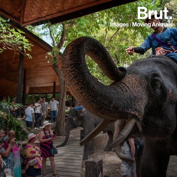 Thaïlande : des éléphants maltraités pour divertir les touristes