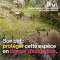 Espagne : une lynx ibérique tuée par un braconnier