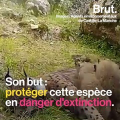 Espagne : une lynx ibérique tuée par un braconnier