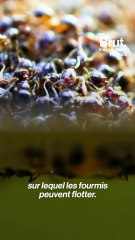Le radeau des fourmis de feu