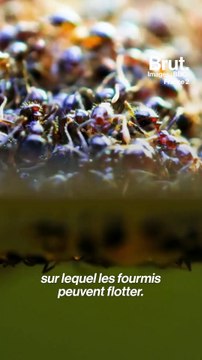 Le radeau des fourmis de feu