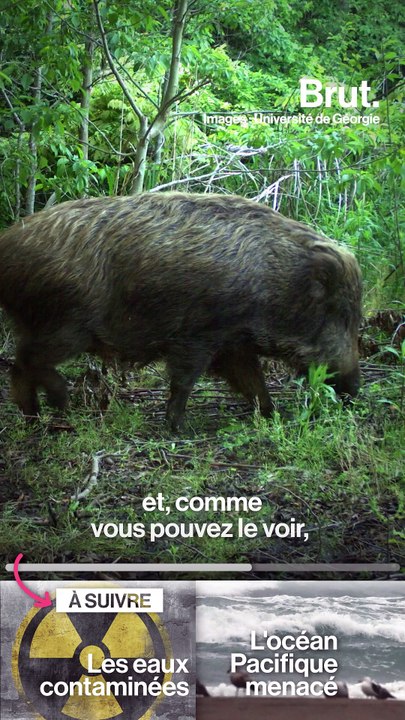 Fukushima : 10 ans plus tard, la nature reprend ses droits