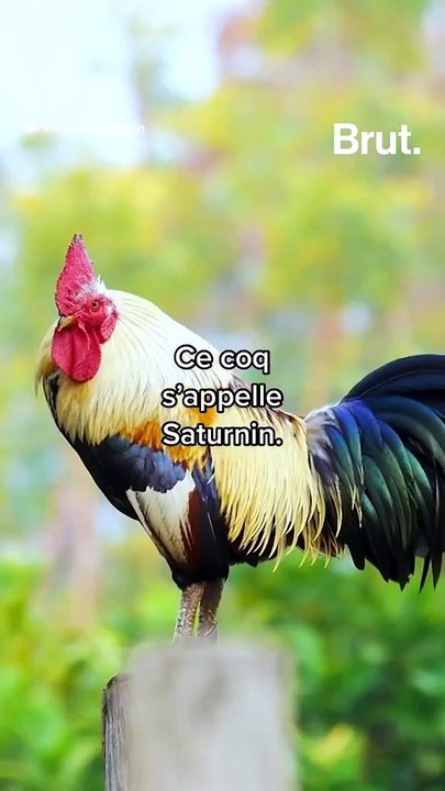 Ce coq était visé par une plainte parce qu’il faisait trop de bruit…