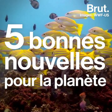 5 bonnes nouvelles pour la planète en décembre 2018