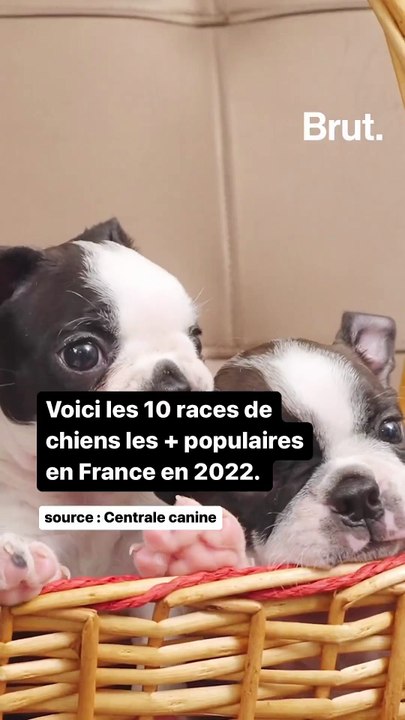 Voici les 10 races de chiens les plus populaires en France en 2022.
