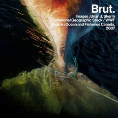 Un heureux événement pour les baleines de Biscaye