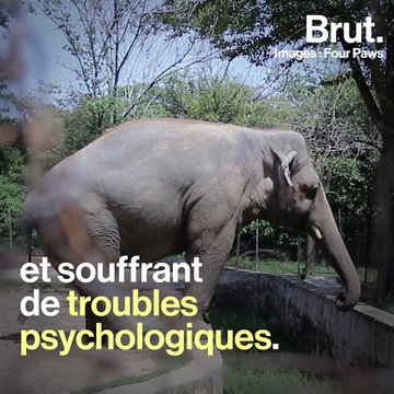 Maltraitance animale : le zoo de Marghazar ferme ses portes