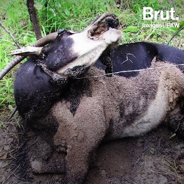 Au Malawi, des ONG combattent le braconnage dans le parc national de Kasungu