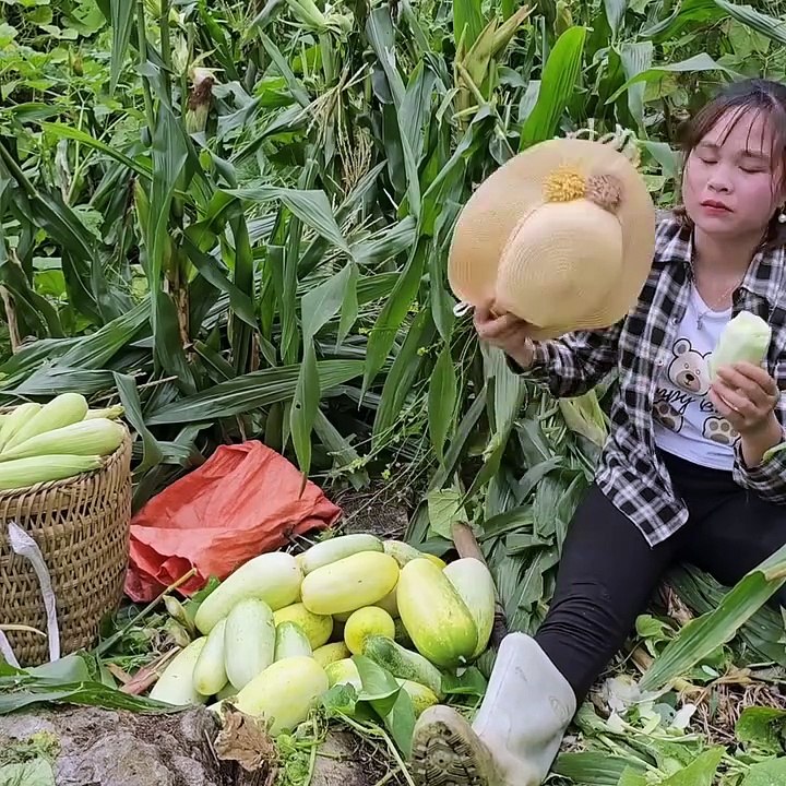 Harvesting maize and mountain melons. For market sale, boil corn to make fast meals.