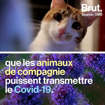 Les animaux de compagnie, victimes collatérales du Covid-19