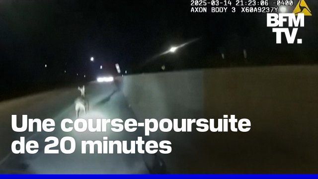 Des policiers américains à la poursuite d’une chèvre en fuite sur l'autoroute