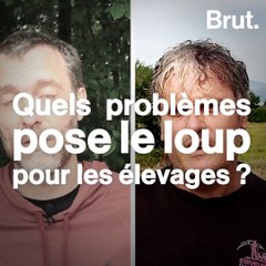Duel : faut-il réduire le nombre de loups en France ?