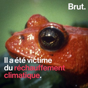 5 espèces disparues dans les années 2000