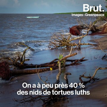 Greenpeace se mobilise pour sauver la plus grosse tortue au monde