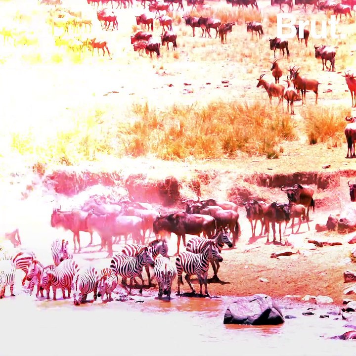 Deux girafes blanches extrêmement rares tuées par des braconniers