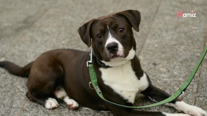 Arrivé en catastrophe depuis la Réunion, ce jeune chien a besoin d'une nouvelle famille d'accueil en urgence