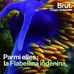 On compte plus de 3000 espèces de limaces de mer dans le monde