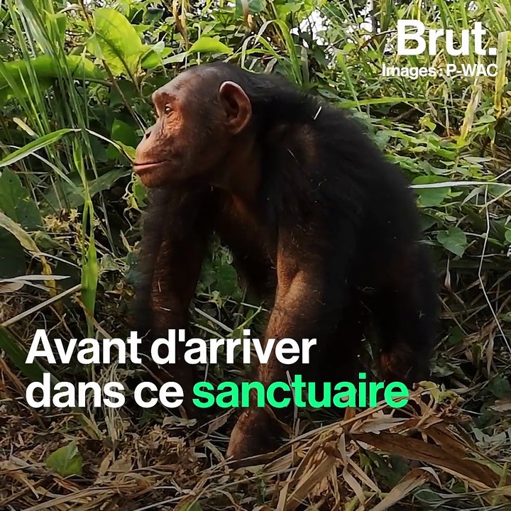 Des chimpanzés sauvés en République Démocratique du Congo