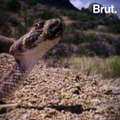 Comment le serpent à sonnette fait du bruit