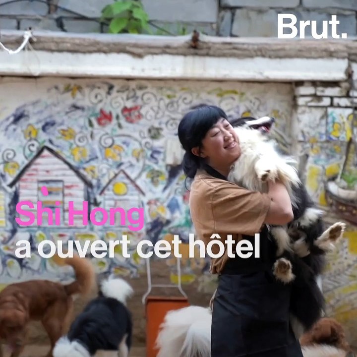 Le GOGOCLUB, un hôtel pour chiens en Chine