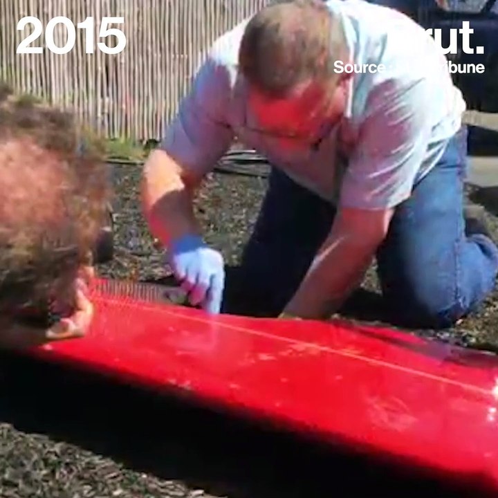 Pourquoi les requins attaquent-ils de plus en plus les hommes ?