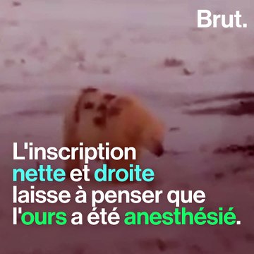 Russie : un ours polaire avec un gros tag noir découvert